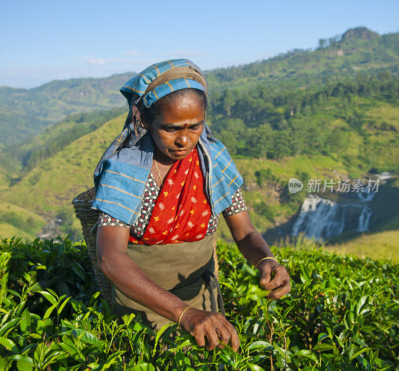 Tea picker in Sri Lanka重复图片
